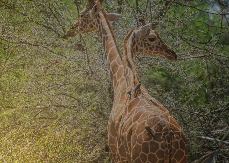Two giraffes among leafy trees