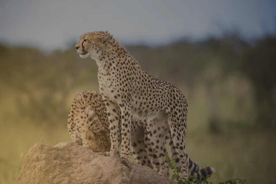 Cheetahs resting and looking out from a rock