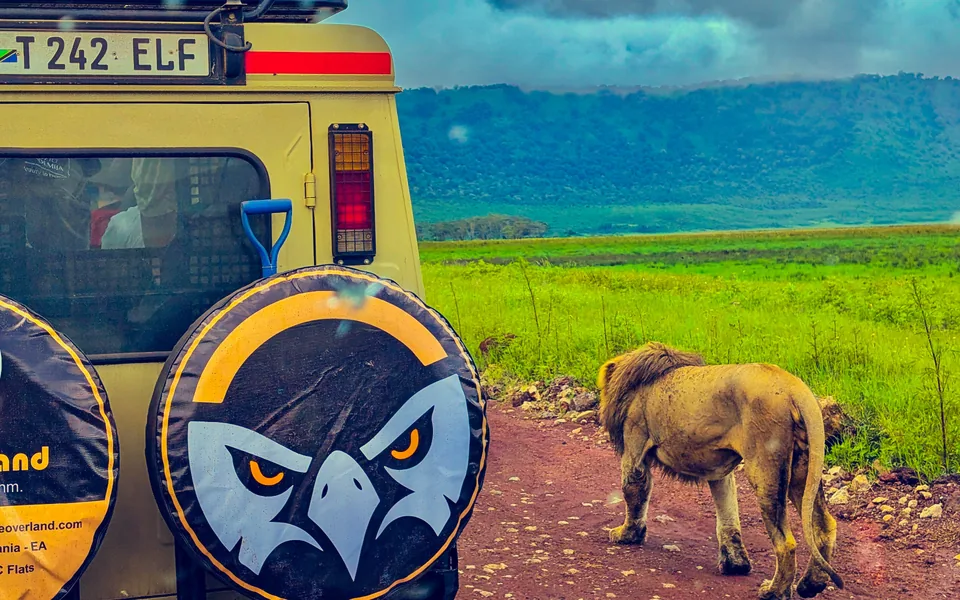Male lion standing beside an Eagle Overland Land Cruiser on a safari track