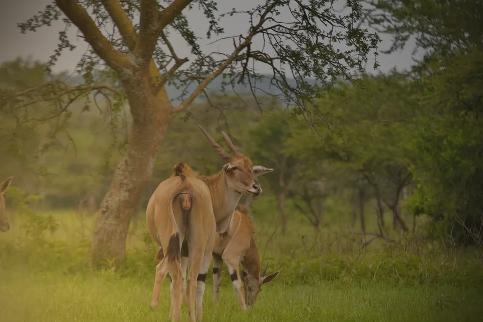 Antelope standing and grazing beneath trees
