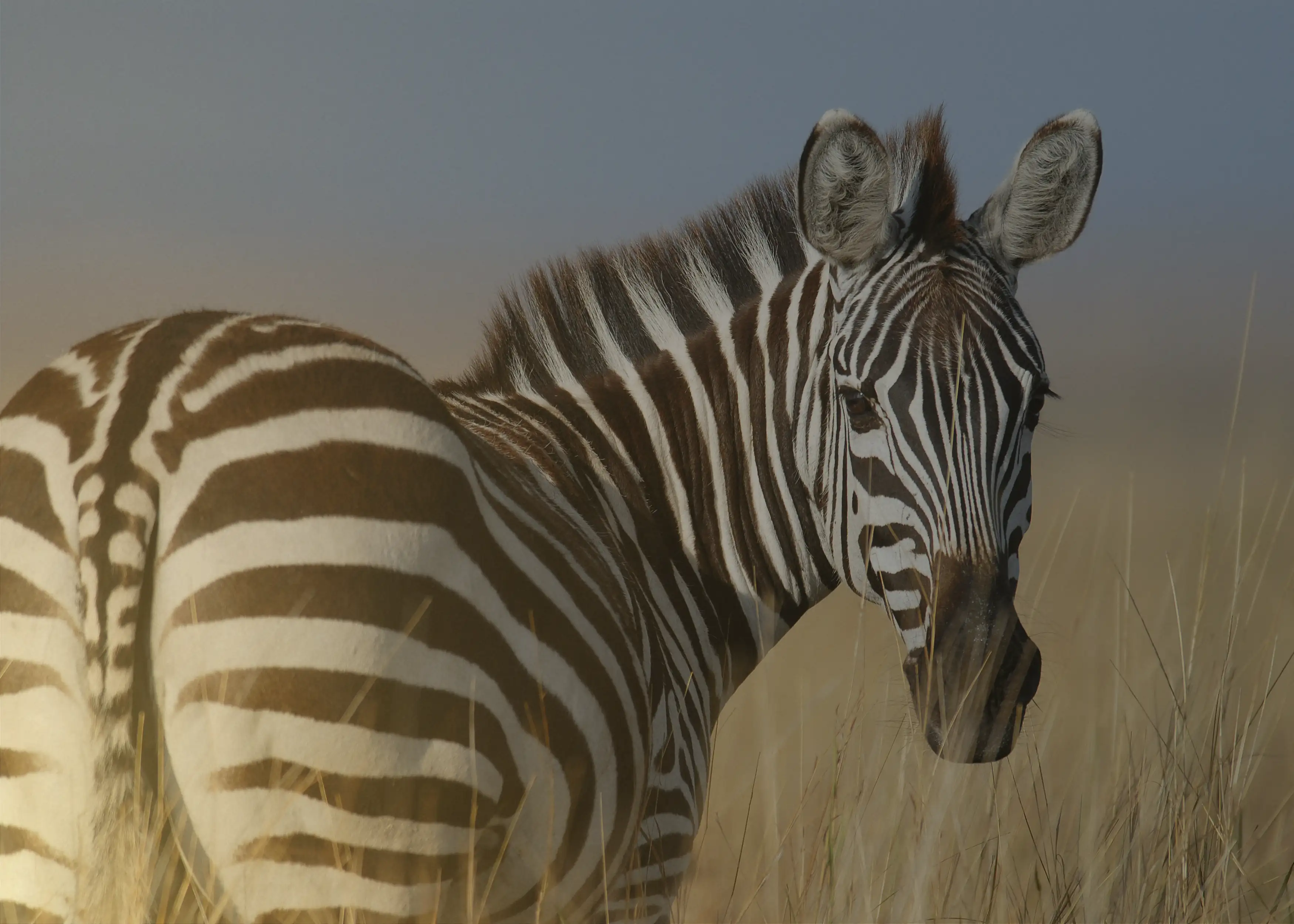A zebra on the open plains of Tanzania