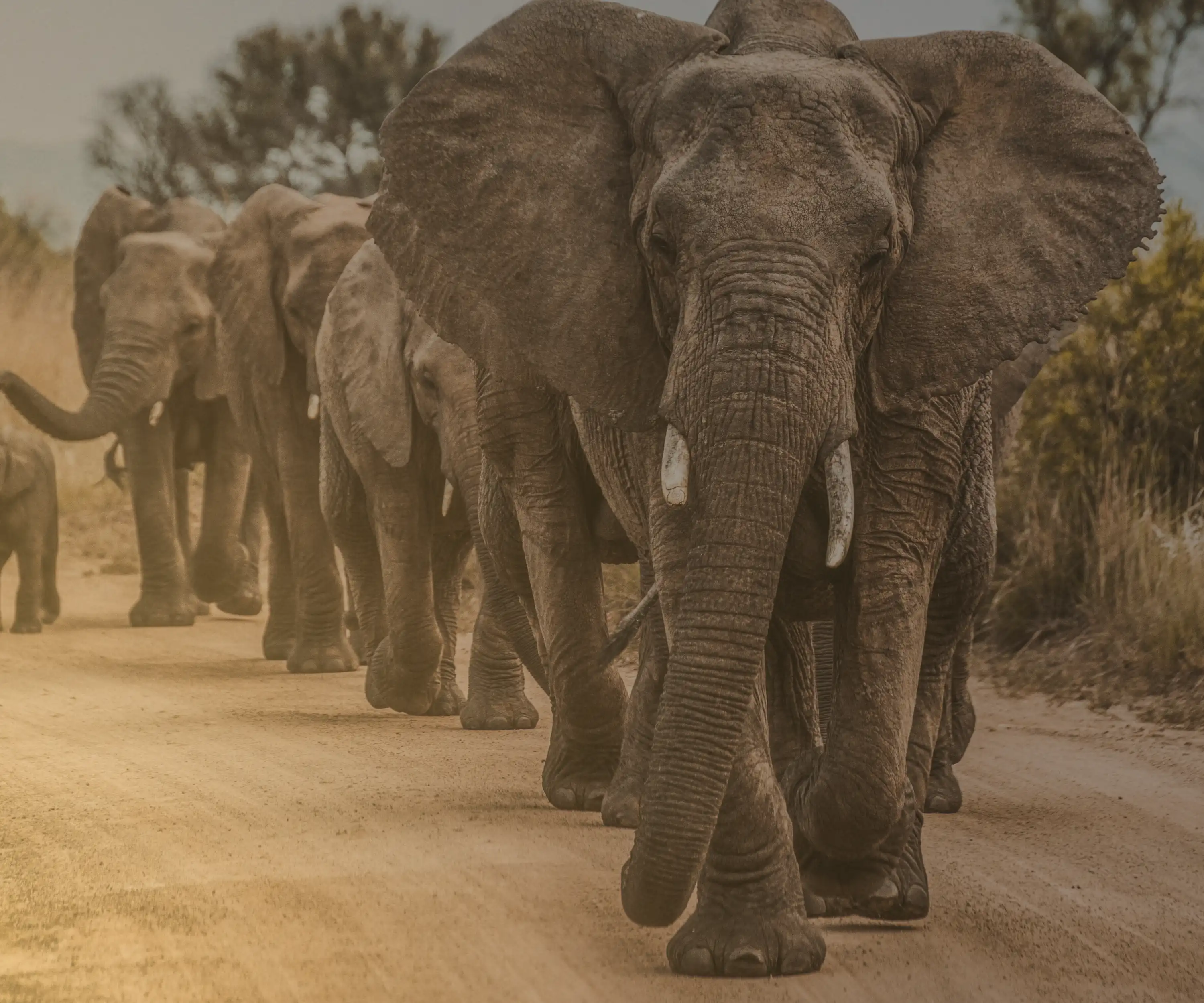 A herd of elephants moving along a dusty track in Tanzania