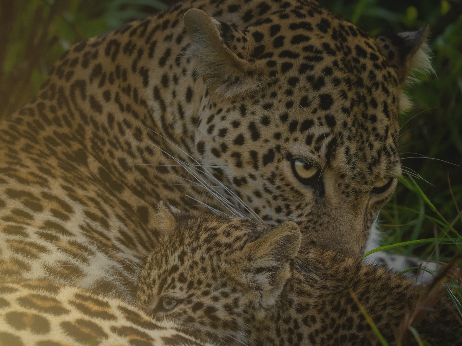 Northern Circuit self-drive safari route with Tarangire Ngorongoro Serengeti and Kilimanjaro