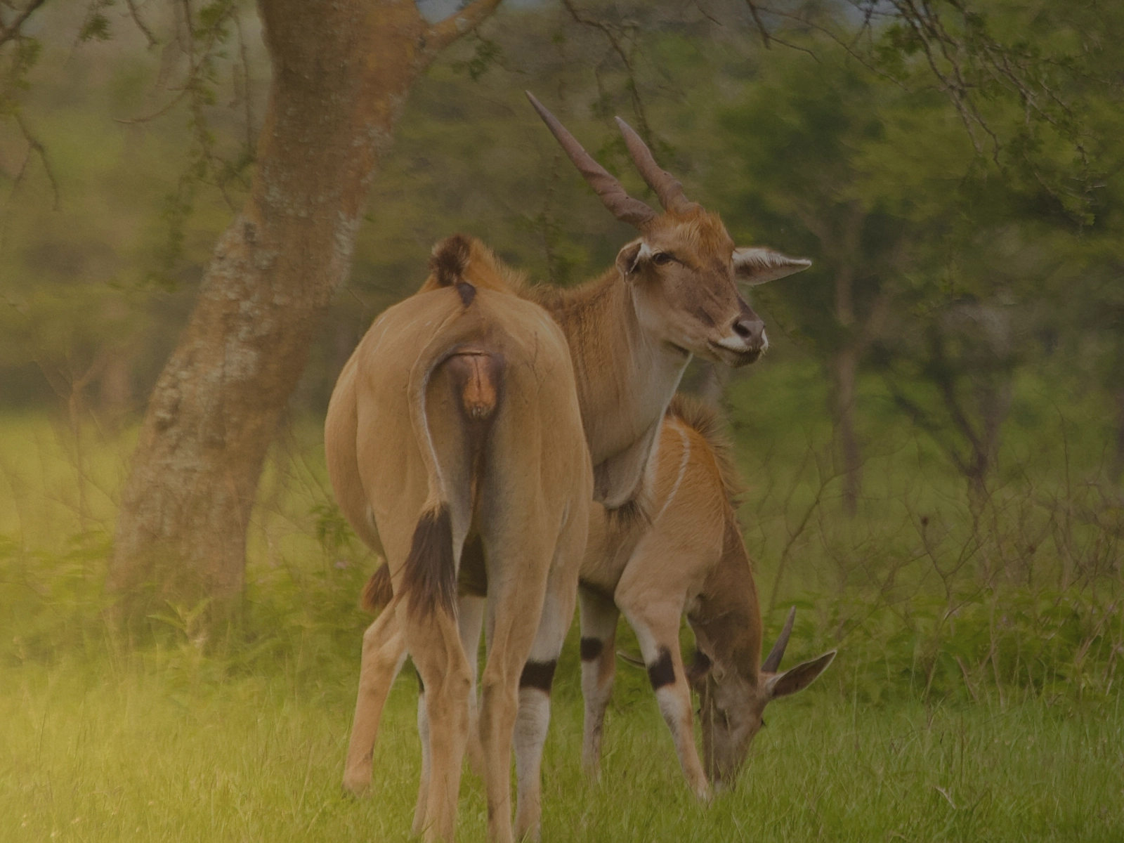 11-Day Southern Tanzania self-drive safari with Nyerere Mikumi Ruaha and Udzungwa